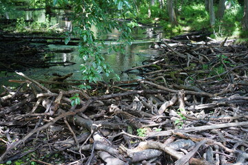 Biberdamm in einem Waldfluss