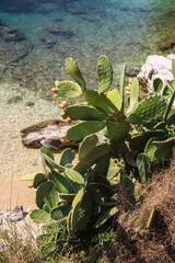 Cactus on the beach, Greece