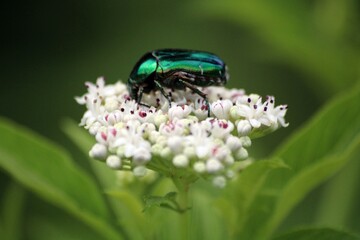 Rose beetle  from close