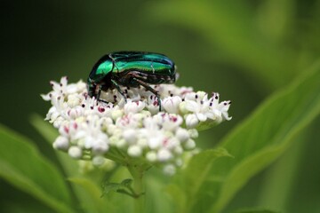 Rose beetle 