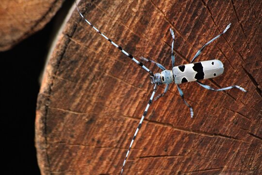 longhorn beetle from close