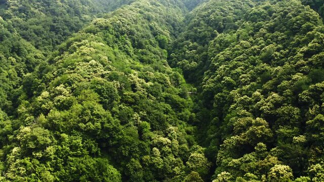 Aerial view of lush forest in the mountains near of 
Valdobbiadene Italy