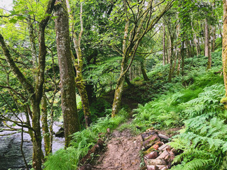 footpath in the forest