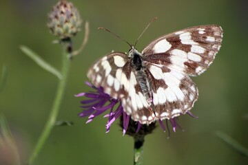 Butterfly on a flower in Bakony