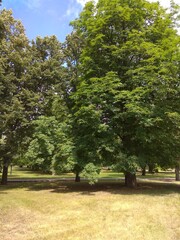 Horse chestnut tree in the park