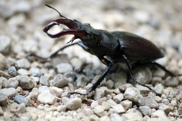 Stag-beetle frontwise