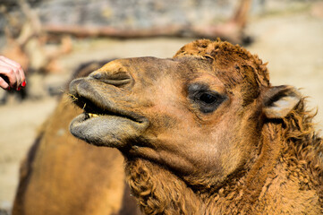 Camel Feed