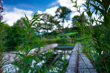 Fototapeta na wymiar Small lake framed with plants