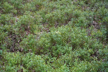 Obraz premium Wilde Heidelbeeren im Wald