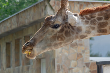 Giraffe eats banana at zoo in background of building