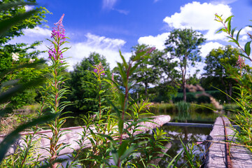 nature scape with a small lake on a summer day