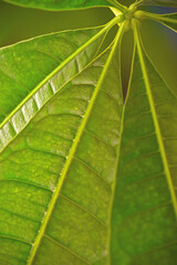 Macro Plant Leaf