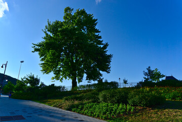 A green tree on a sunny summer day at the public park of Rutherford, Montreal, QC, Canada