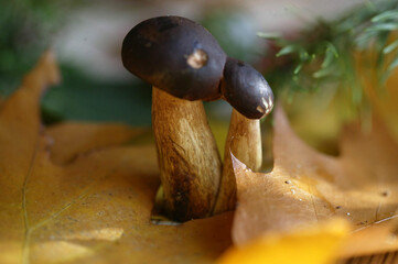 Mushrooms © asiabaczek