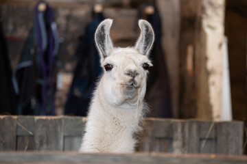 White llama looking over a fence in a barn.