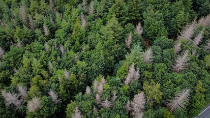 Individual trees with bark beetle infestation protrude from a healthy forest - aerial view