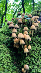 mushrooms in the forest