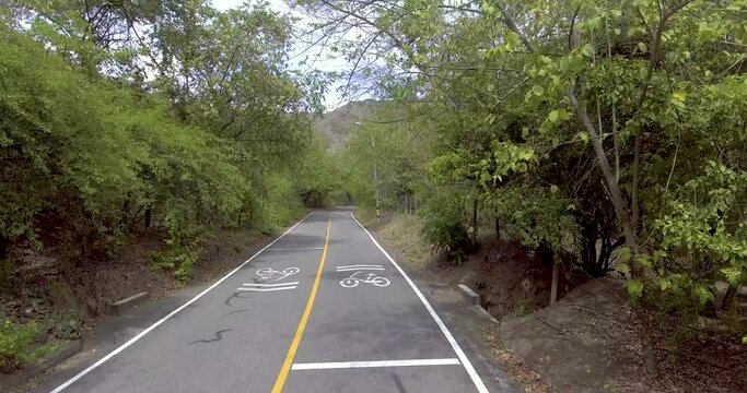 Asphalt Road in the Middle of a Forest Full of Trees and Plants, on a Clear Day