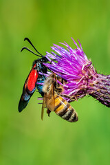 bee on a flower