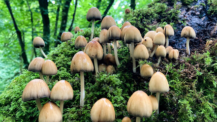 mushrooms in the forest