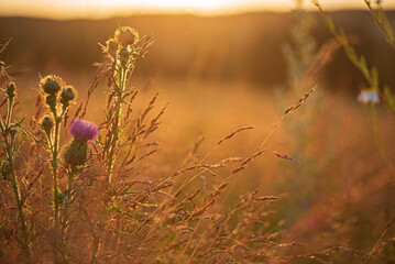 thistle flowers on the field
