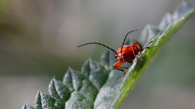 Close Up movie of Soldier Beetle on a leaf. His Latin name is Cantharis livida.