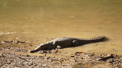 Freshwater crocodile in Windjana Gorge National Park, Western Australia.