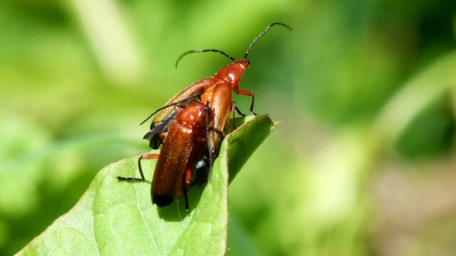 Pair of Soldier Beetle in copulation. Their Latin name is Cantharis livida.