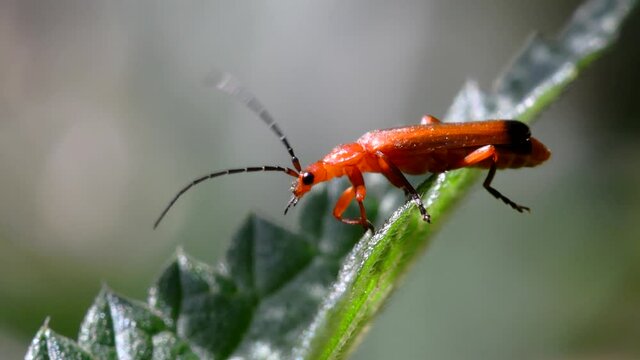 Close Up movie of Soldier Beetle on a leaf. His Latin name is Cantharis livida.
