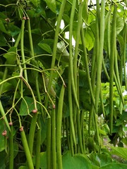 Obraz premium A large green tree with dence foliage and long pods