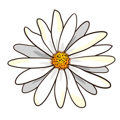 Vector chamomile daisy flower isolated on white