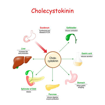 cholecystokinin hormone on the gastrointestinal tract