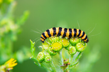 striped caterpillar on a leaf