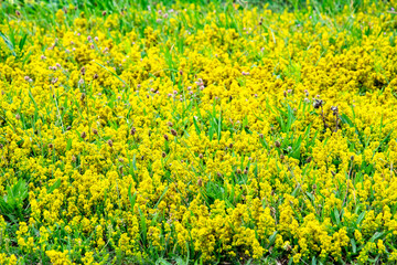 Fototapeta premium A field with wild yellow flowers