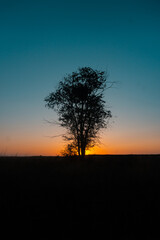 Ein Baum in der Grasw&uuml;ste Russlands bei Sonnenuntergang