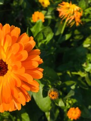 orange dahlia flower