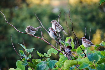 Sparrows © Krzysztof