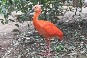 red heron