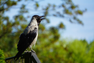 Hooded crow