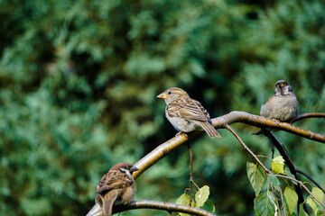 Sparrow