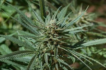 Blue Dream strain Cannabis (cannabaceae) 