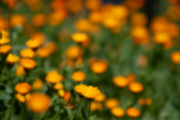 Obraz premium Blurred Background of Field of Orange Flowers 