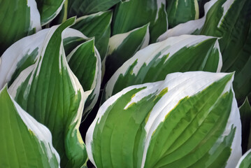 Obraz premium Large green sheets with a white pattern.