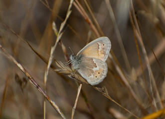 California ringlet butterfly (Coenonympha tullia California) perched on dry grass 