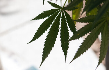 Cannabis Leaf In Silhouette (cannabaceae) 