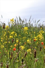 Machaair Flowers, South Uist