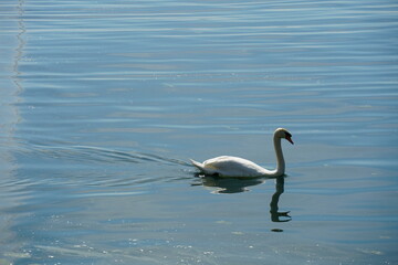 A solitary swan swimming on a lake. Her shadow mirrors on the water level.