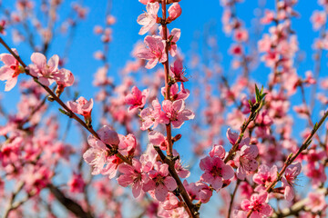 The branches of flowering peach in the garden. Spring photography.