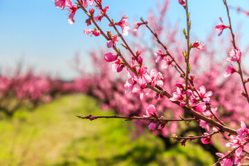 The branches of flowering peach in the garden. Spring photography.