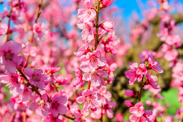 Fototapeta na wymiar The branches of flowering peach in the garden. Spring photography.